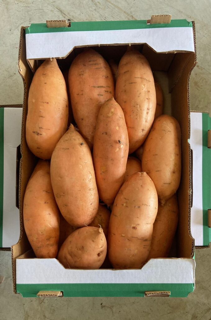 Sweet potato harvest egypt geo farms