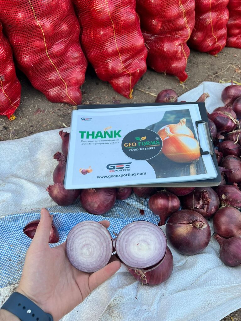 2025 Red Onions Egypt Packing