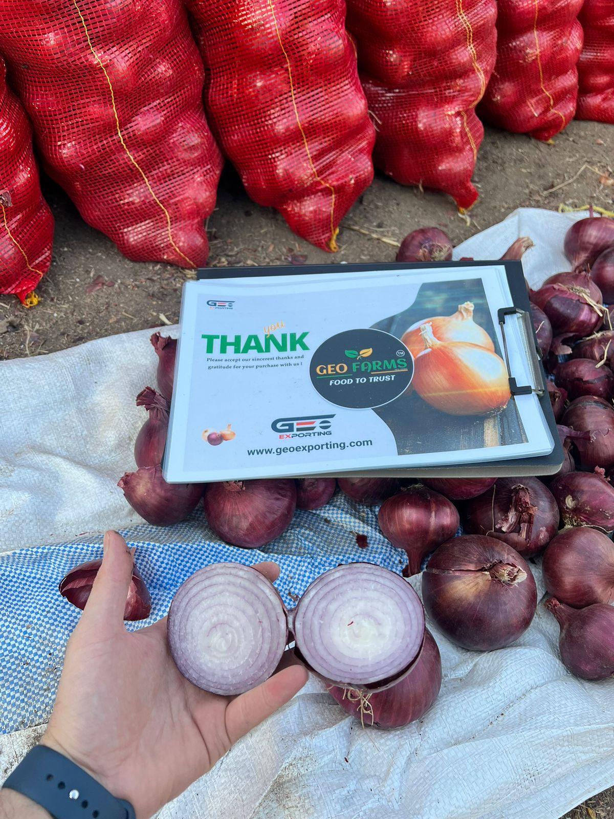 2025 Red Onions Egypt Packing