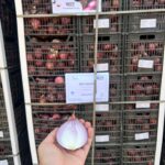 Bulk Red Onion Loading 2025