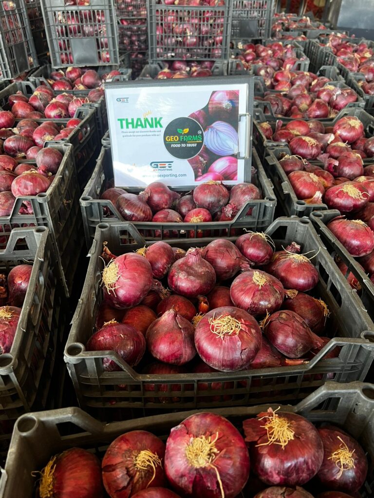 Clean Red Onion Plastic Box
