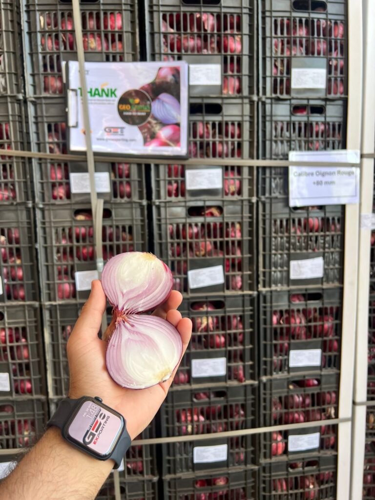 Egyptian Red Onion Export Plastic Box