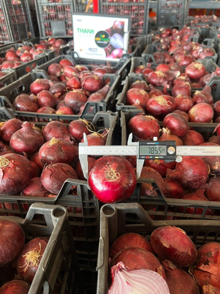 European Standard Red Onion Egypt
