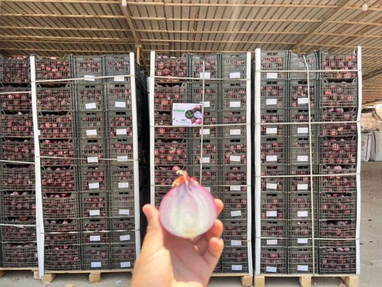 Premium Red Onion Packaging Egypt