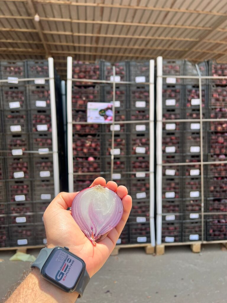 Red Onion Packhouse in Tanta Egypt