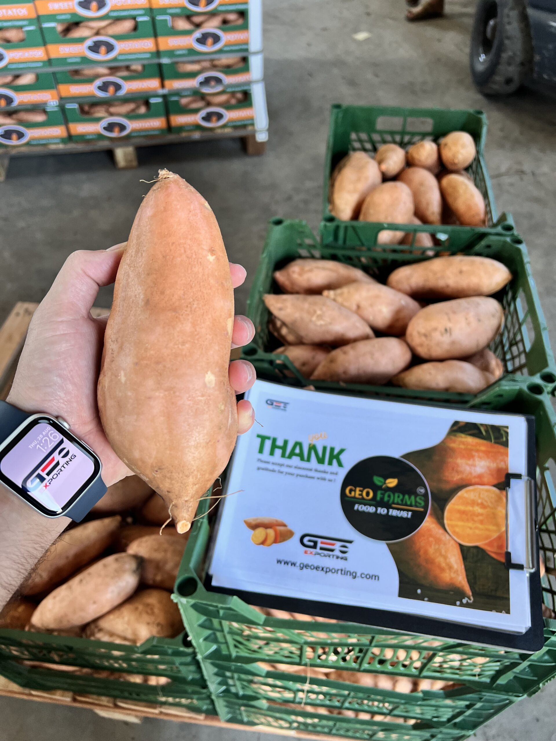caja-marca-geo-farms-batata-egipcia-premium