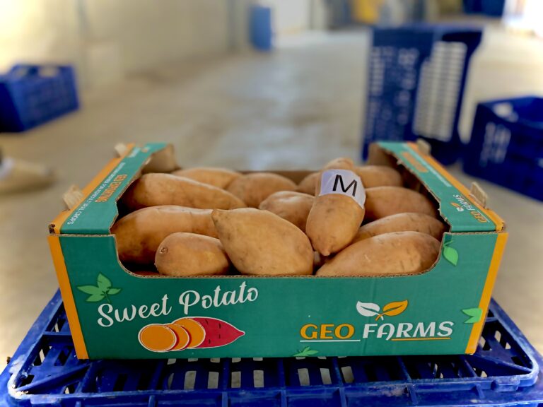 close-up-sweet-potato-skin-texture-quality