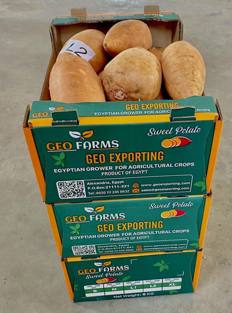 fresh-sweet-potatoes-from-egypt-globalgap-certified