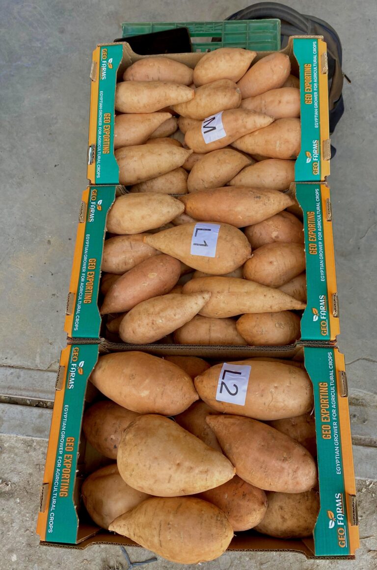 freshly-dug-sweet-potatoes-from-egypt-soil