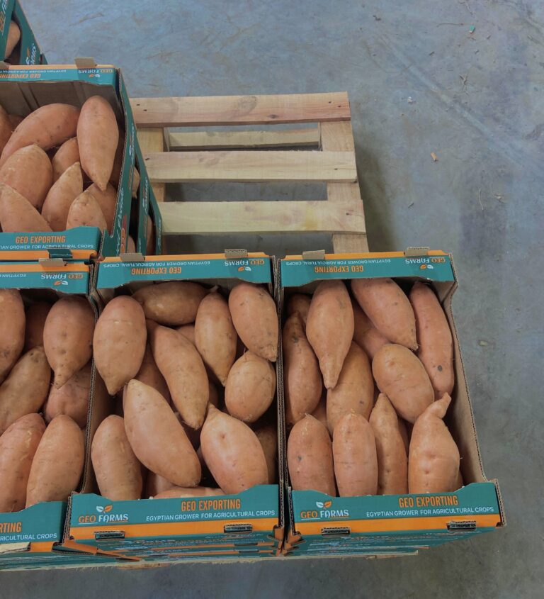 harvesting-fresh-sweet-potatoes-geo-farms-egypt