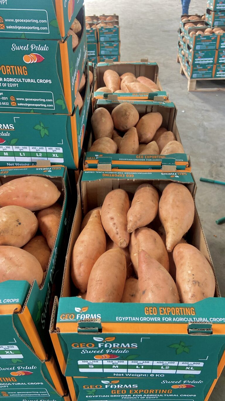 GEO FARMS: Su Proveedor Confiable de Batatas Egipcias de Alta Calidad
