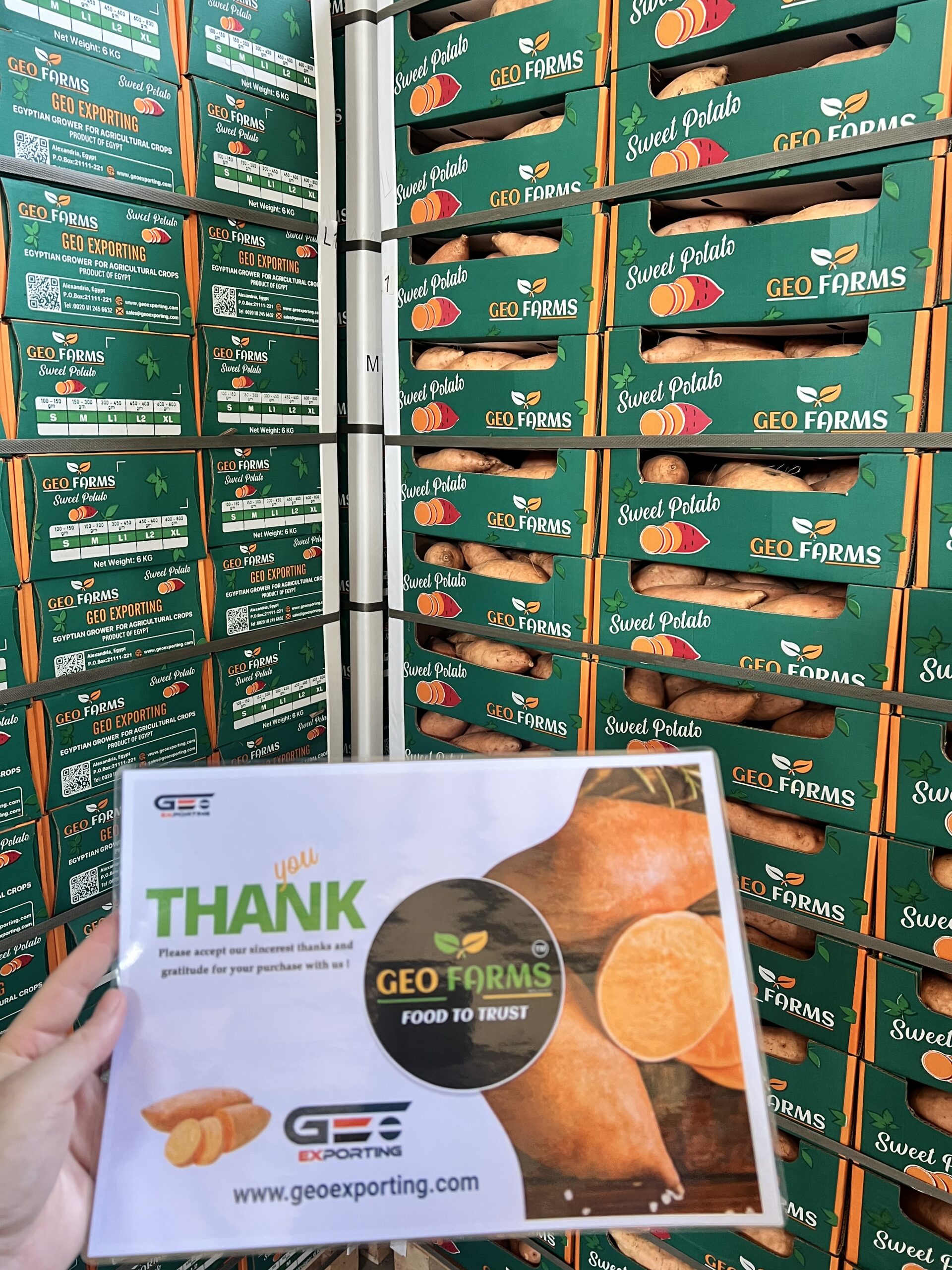 pallet-batatas-egipcias-puerto-exportacion