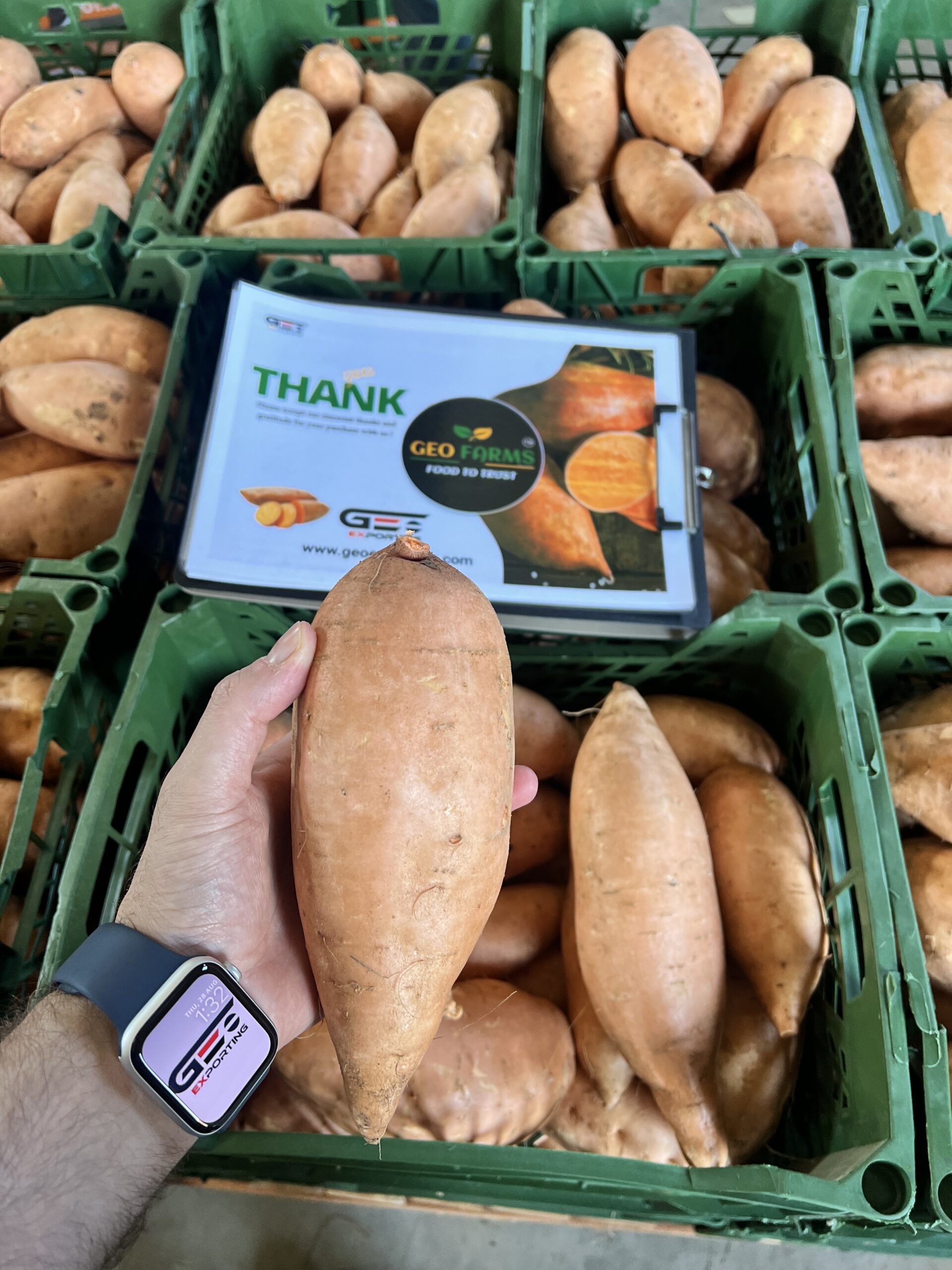 sweet-potato-nutrition-healthy-food-ingredient
