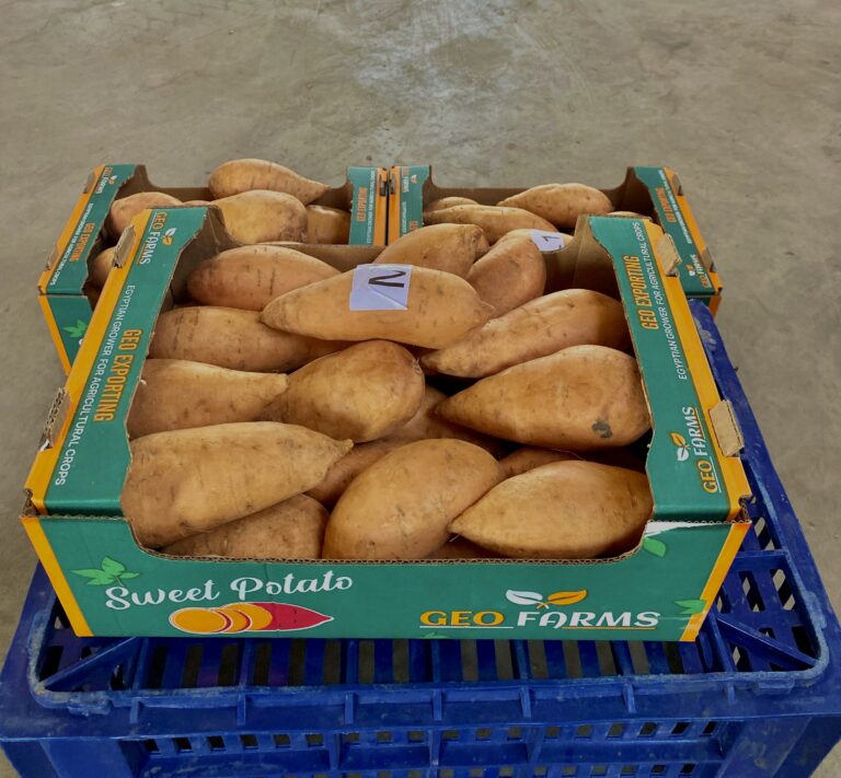 sweet-potato-quality-control-inspection-egypt