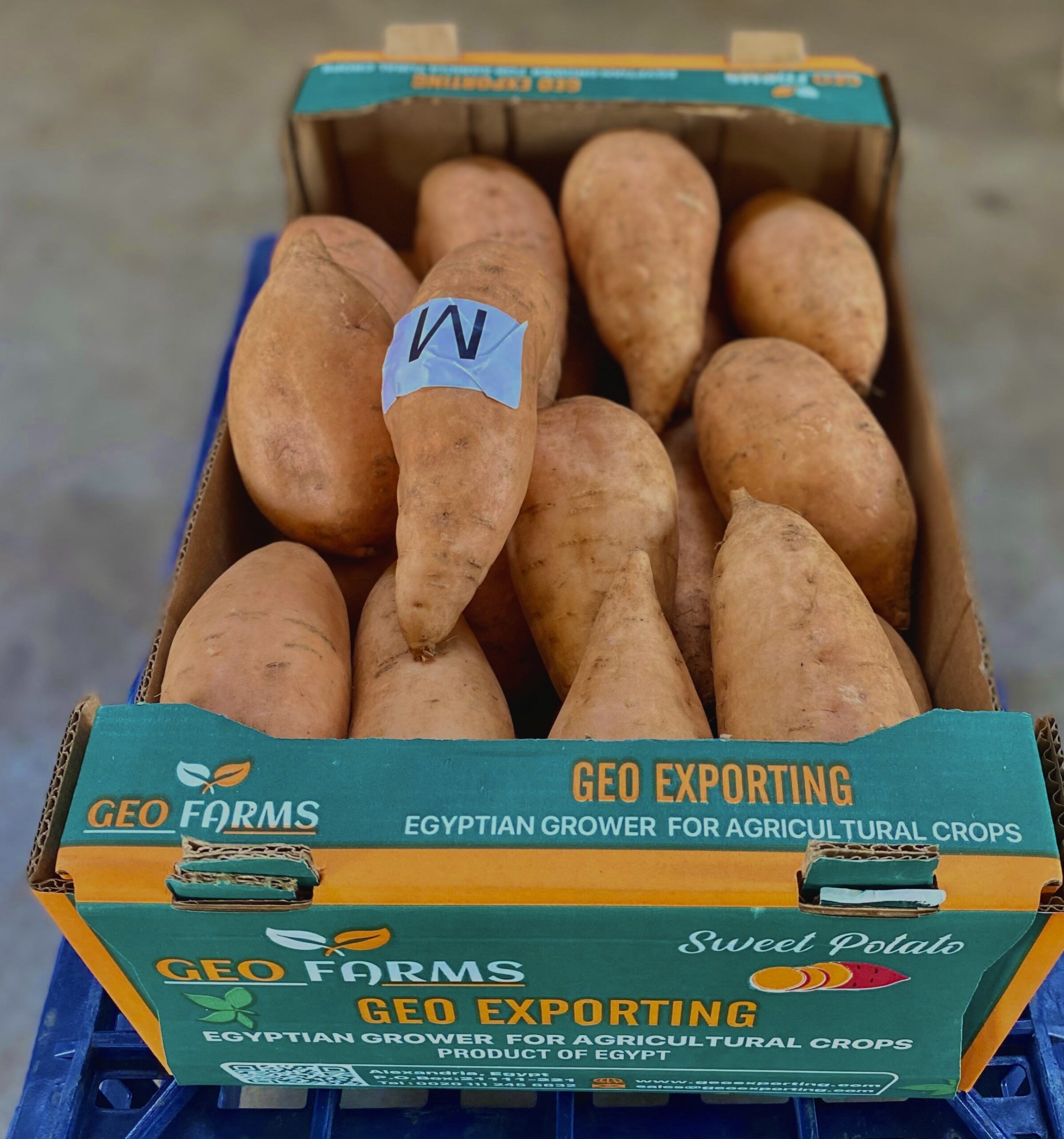 washed-orange-sweet-potatoes-ready-for-export