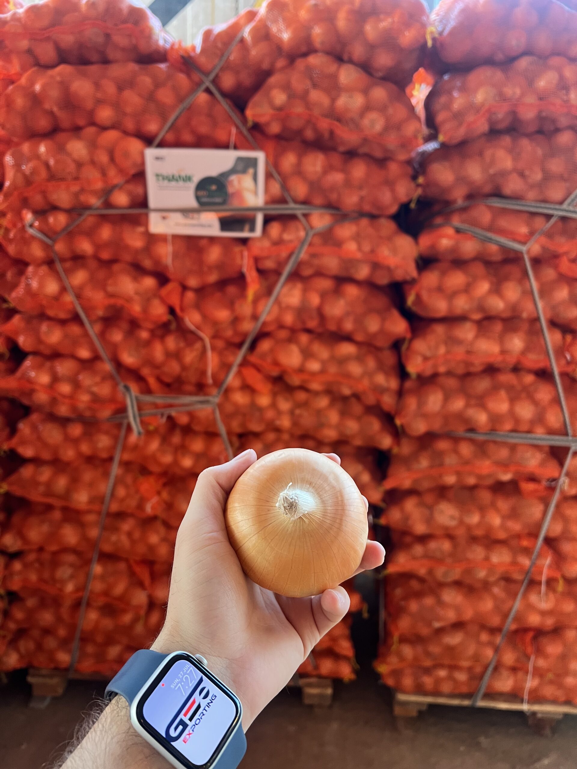 fresh-egyptian-golden-onions-geo-exporting
