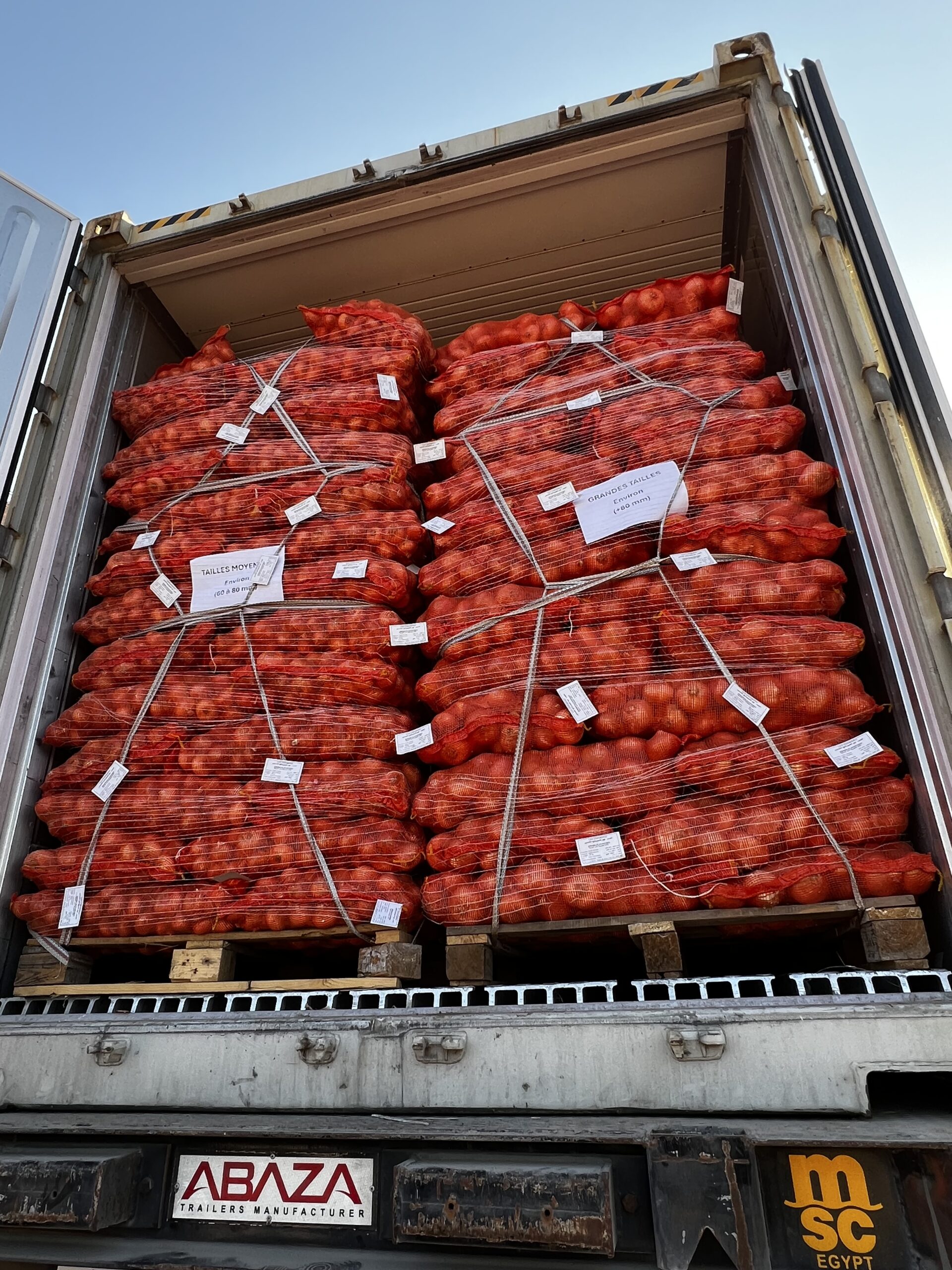geo-farms-fresh-golden-onions-export-ready