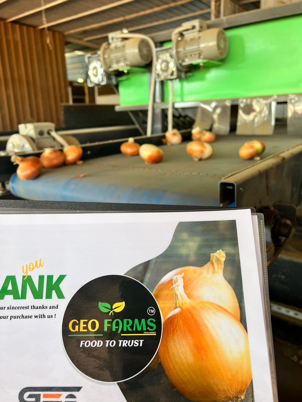 golden-onions-egyptian-producer-geo-farms