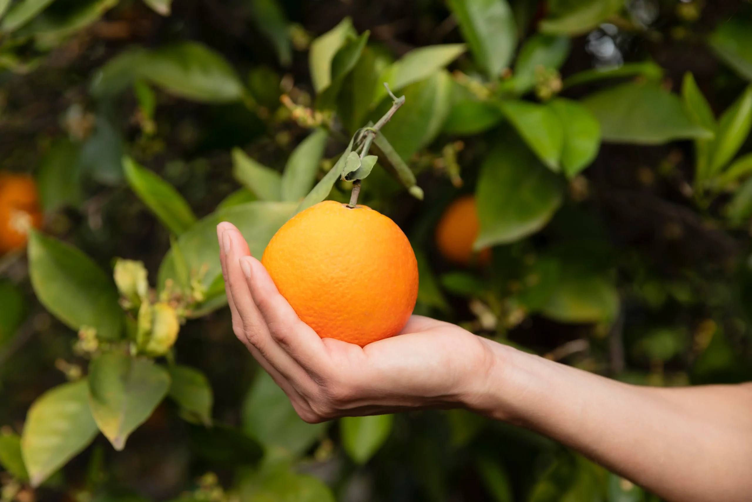 Egyptian Agricultural Producer & Exporter harvesting Valencia Oranges in Nile Delta