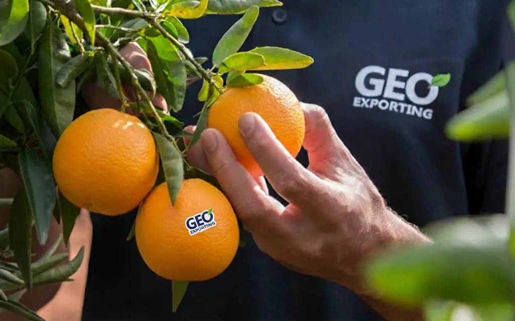 Hand picking a ripe orange from a branch, with a person wearing a black GEO EXPORTING shirt visible.