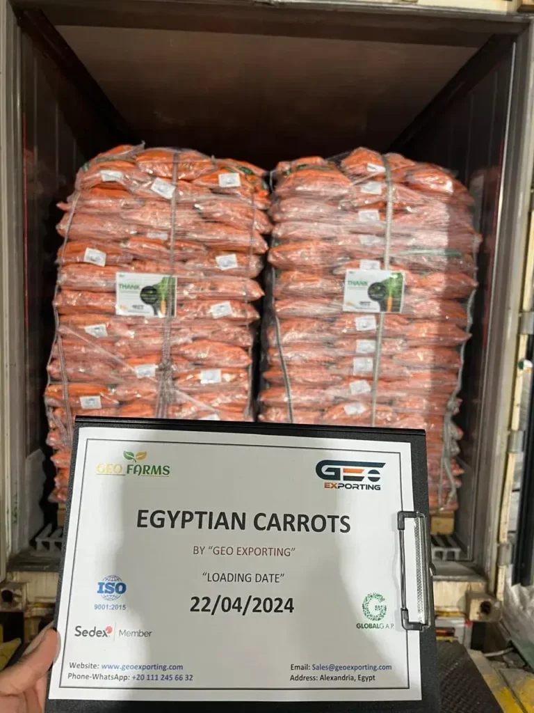 Shipping container loaded with pallets of Egyptian carrot mesh bags. Hand holding a clipboard displaying loading date '22/04/2024' and certifications ISO 9001, Sedex, and GlobalGAP for GEO Exporting.