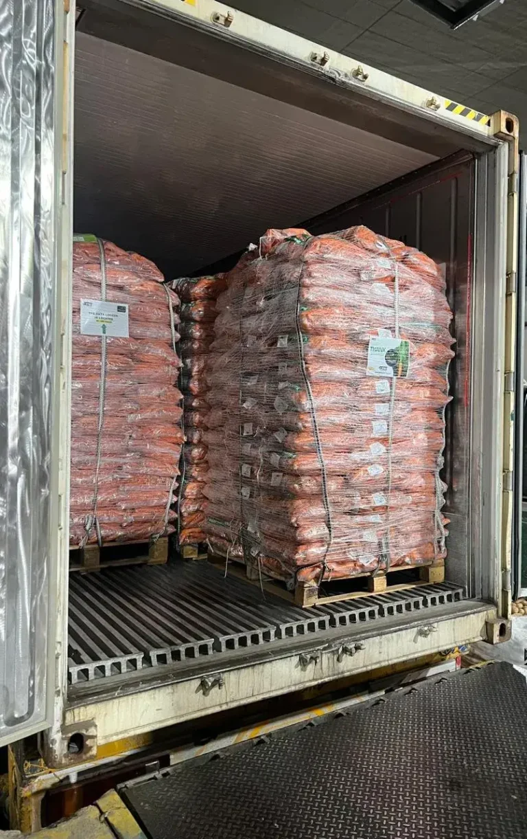 Open reefer shipping container fully loaded with pallets of Egyptian carrots. Temperature data logger label visible on the shrink wrap to ensure cold chain safety.
