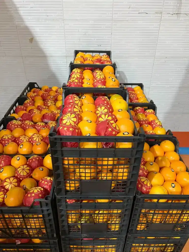 Vertical stacks of ventilated black plastic containers filled with vibrant winter produce, featuring some items hand-covered in decorative star-patterned red tissue for enhanced protection and shelf appeal.