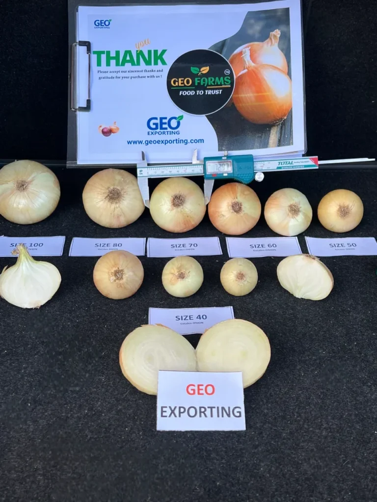 Display of Egyptian Golden Onions sorted by size (40mm to 100mm) with digital caliper measurement and cut quality checks by GEO EXPORTING.