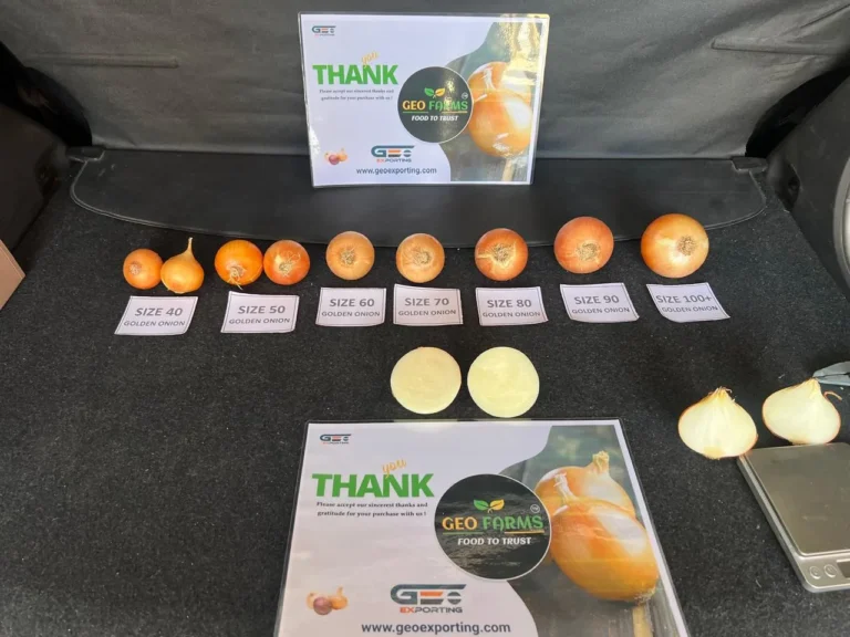 Grading lineup of Egyptian Golden Onions showing specific sizes from 40mm to 100mm+ alongside cut samples testing internal quality by GEO Exporting.