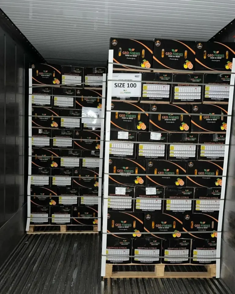 A palm holding a freshly sliced half of a Navel orange, revealing a seedless, glistening internal pulp with a blue and white GEO Exporting logo sticker applied directly to the center.