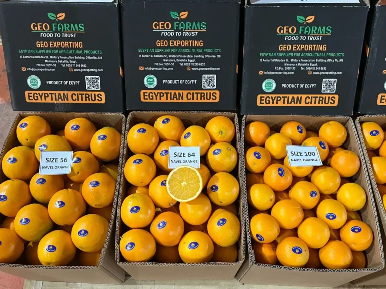 A comprehensive display of GEO Exporting's Egyptian Navel Oranges in three distinct export sizes: Large (Size 56), Medium (Size 64), and Small (Size 100), all packed in branded 15kg cartons for global wholesale distribution.