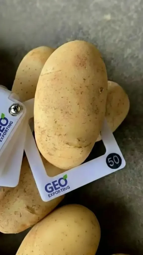 A high-quality Egyptian Spunta potato being measured with a 50mm sizing square for export quality verification.