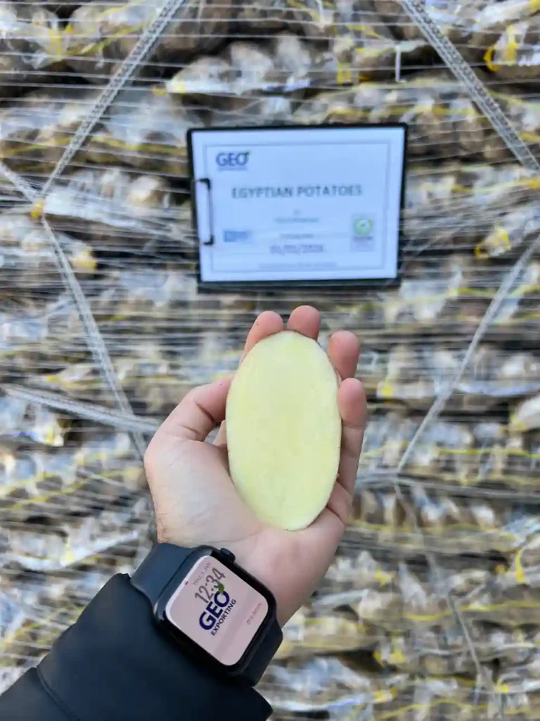 A hand holding a sliced-open Egyptian potato showing light-yellow flesh in front of a wrapped export pallet with a GEO Exporting certificate.