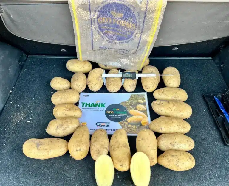 A digital caliper measuring a premium Egyptian potato at 74.33mm, surrounded by uniform tubers, internal flesh cross-sections, and a GEO Farms 'Food to Trust' card.