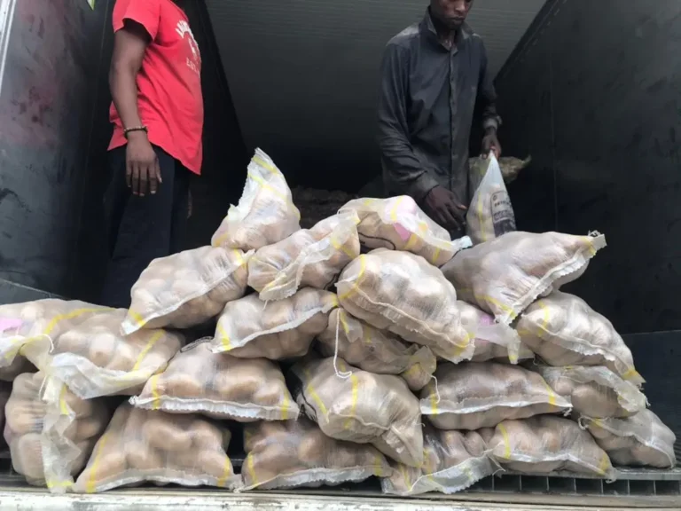 Workers loading mesh bags of Egyptian potatoes into a shipping container for export.