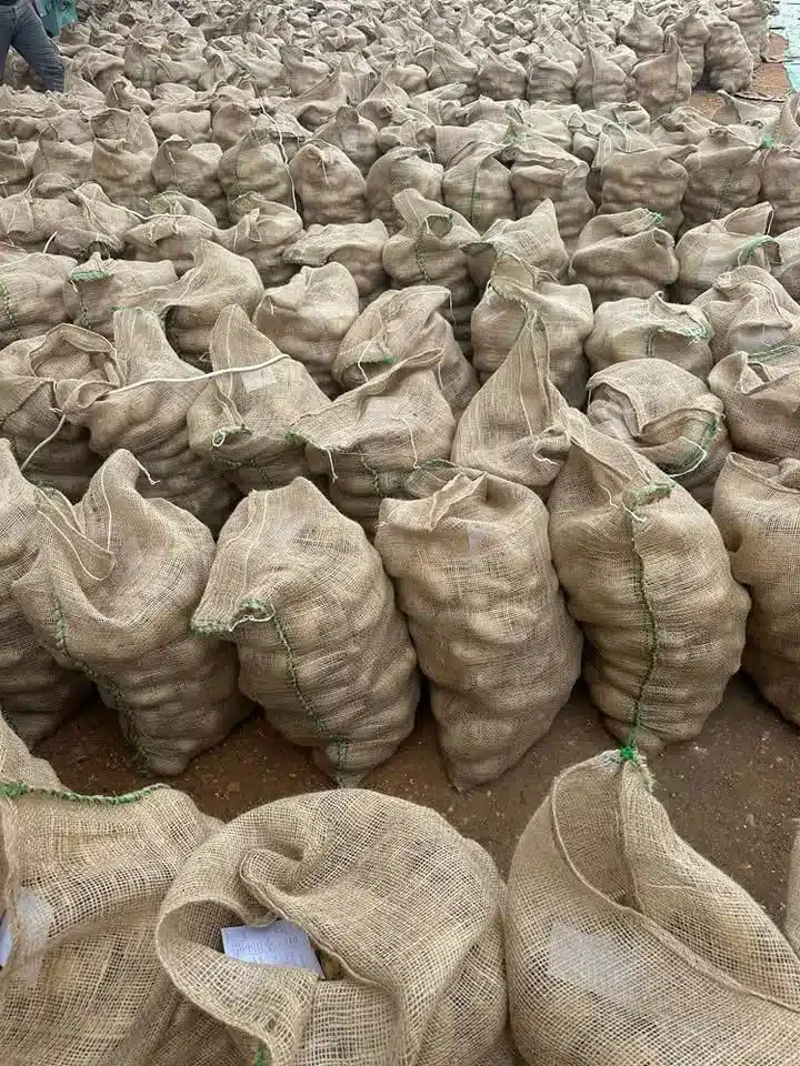 Hundreds of large jute (hessian) bags filled with fresh Egyptian potatoes, neatly organized in a warehouse for bulk export.