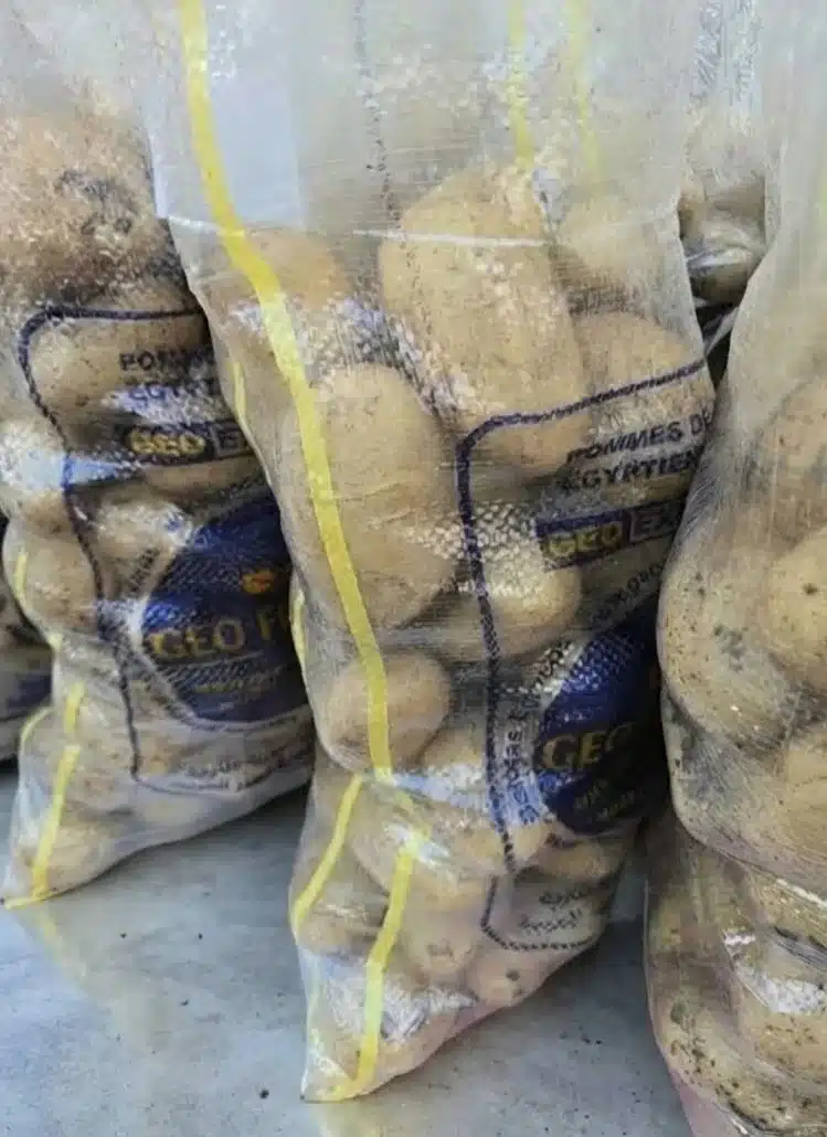 Several transparent mesh bags with yellow stripes filled with high-quality Egyptian potatoes, featuring the GEO Exporting logo.