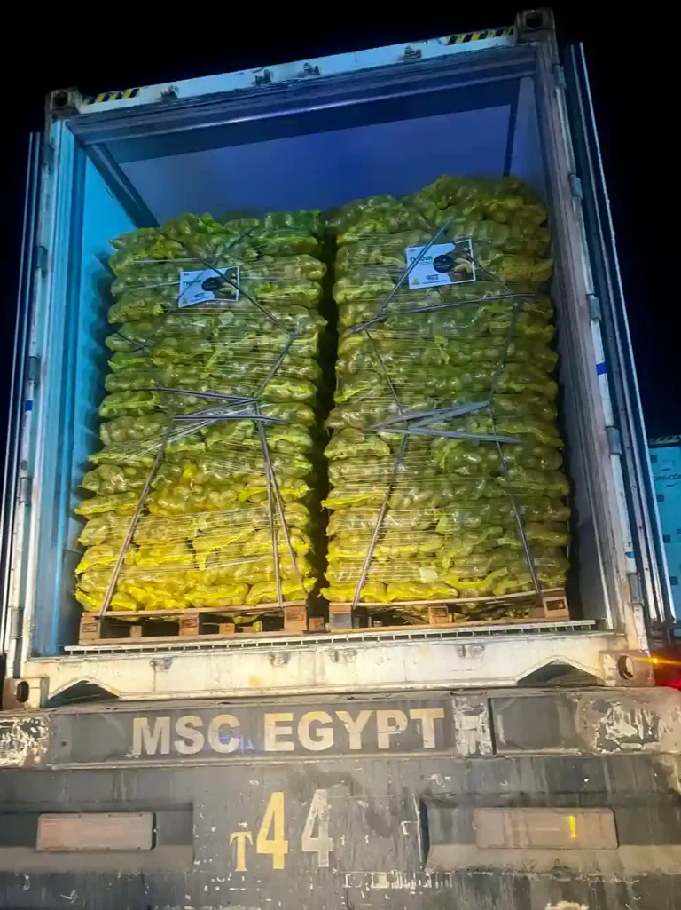 A refrigerated shipping container being loaded with palletized stacks of Egyptian potatoes at night under bright artificial lighting.