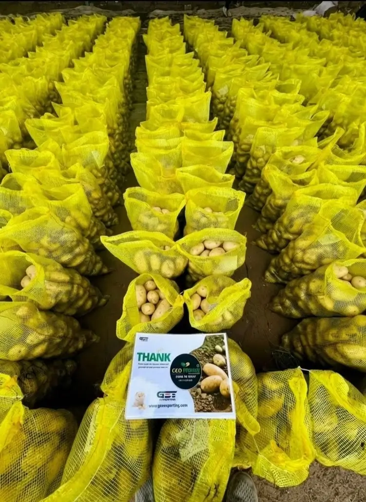 Long symmetrical rows of yellow mesh bags filled with fresh Egyptian potatoes in a warehouse with a GEO Exporting thank you card in the foreground.