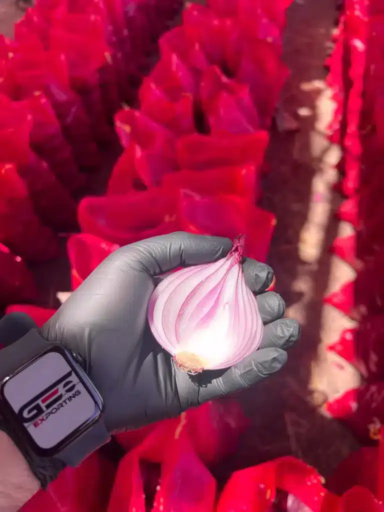 Close-up of a halved Egyptian red onion showing internal rings and high dry matter, held by a worker in black gloves at a GEO Exporting packing house with red mesh bags in the background.