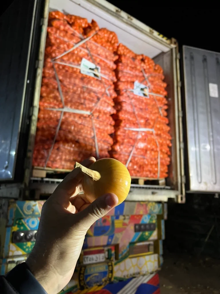 Hand holding a premium Egyptian Golden Onion in front of a fully loaded open shipping container on a truck at night.