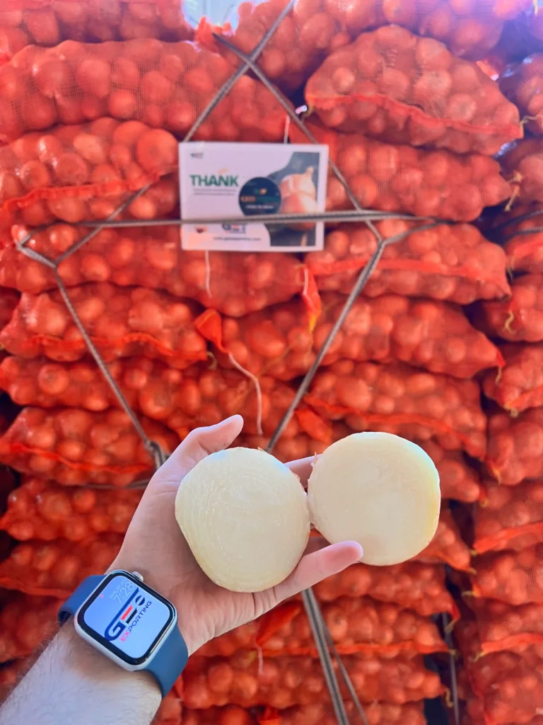 Hand holding a freshly cut Egyptian Golden Onion showing solid white internal layers, with a GEO EXPORTING branded watch and stacked onion bags in the background.