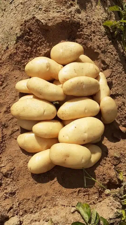 A pile of freshly harvested, clean, light-yellow Egyptian Spunta potatoes resting on sandy soil in a field.