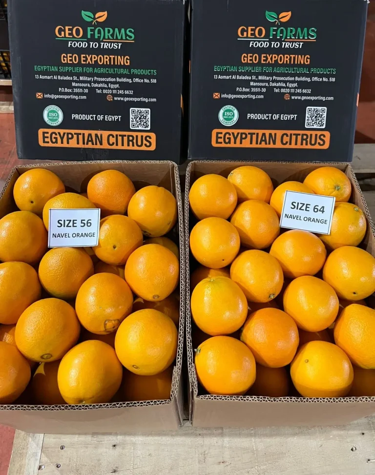 A close-up photograph of an open, branded cardboard box containing uniform, medium-sized citrus fruit with a white label clearly marking it as "SIZE 64 NAVEL ORANGE".