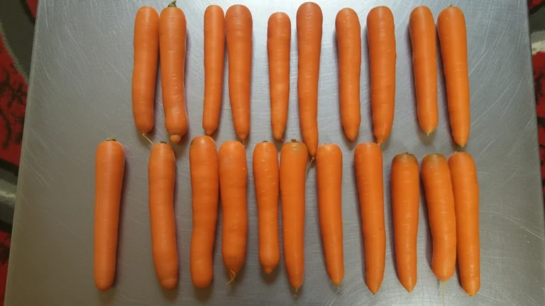 Top-down view of 20 uniform Egyptian carrots arranged on a sanitary stainless steel grading table for calibration verification.