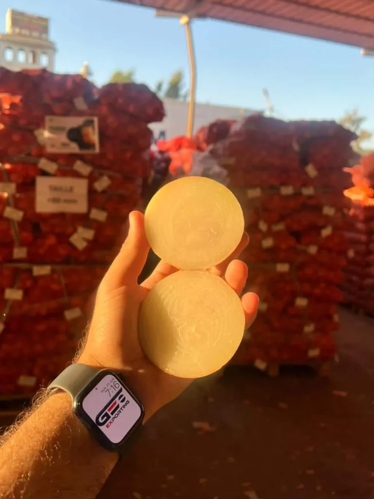Cross-section of a fresh Egyptian Golden Onion held by a quality inspector at GEO Exporting, showing solid internal structure and firm white flesh.