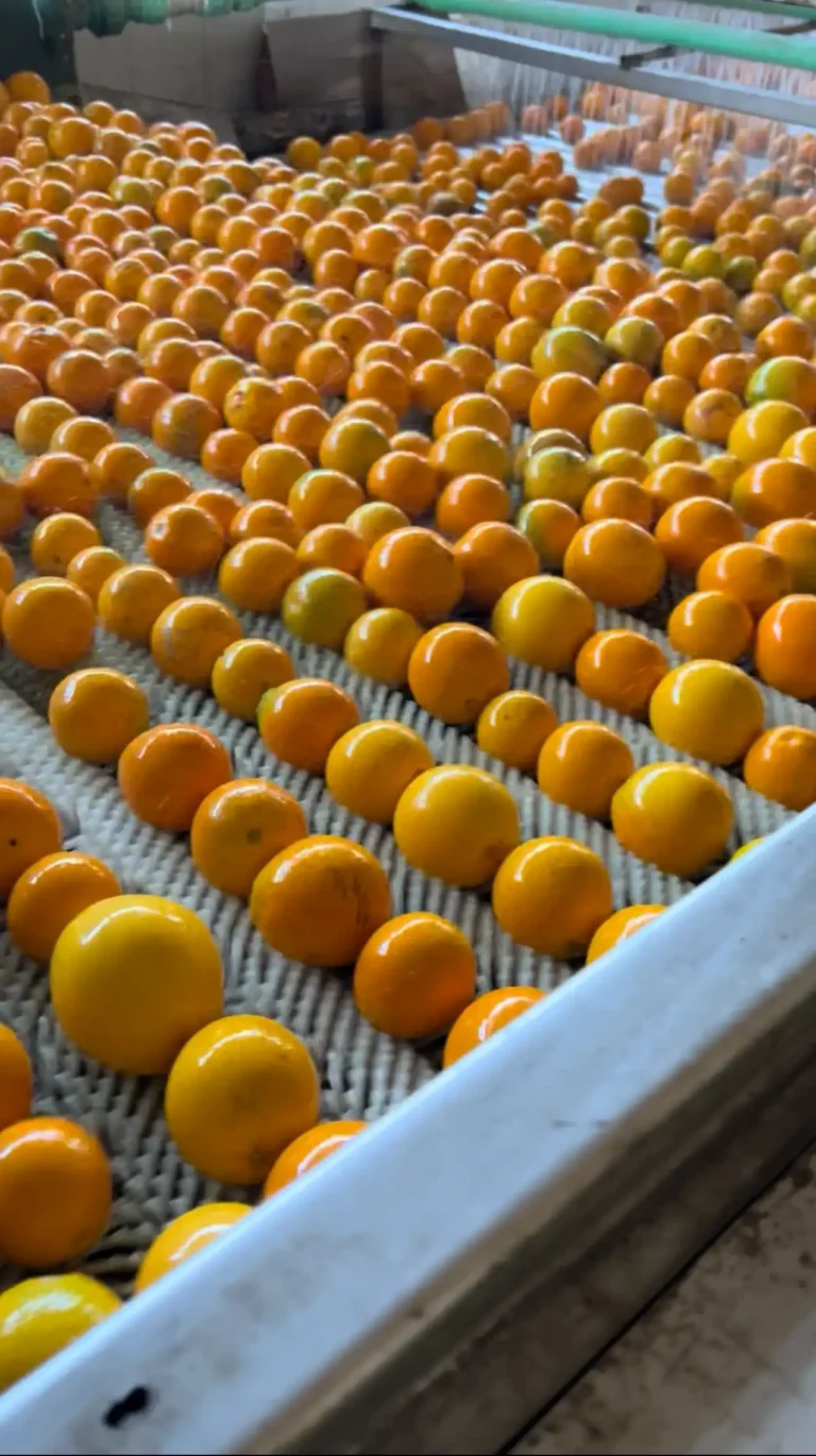 An expansive view of hundreds of glossy, round winter fruits advancing across a white industrial brush-roller bed in a high-capacity mechanized packing facility.