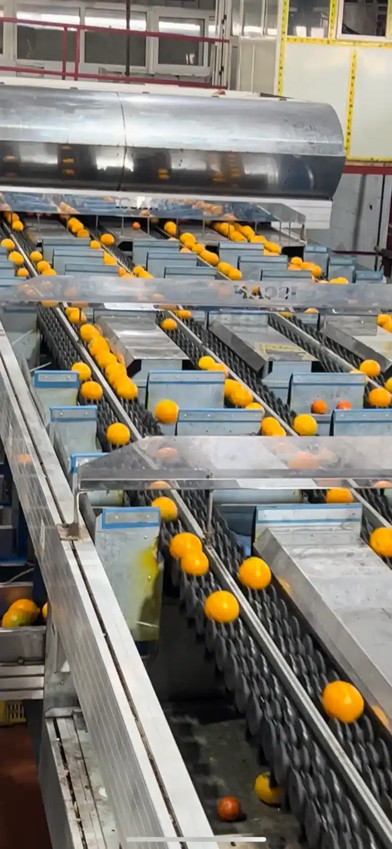 Rows of fresh produce moving through a large-scale electronic grading system in a modern packing house facility with synchronized conveyor tracks.