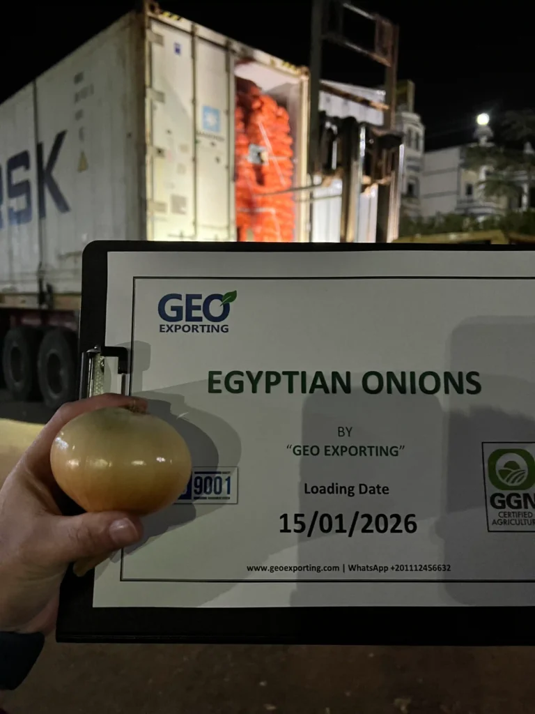 Nighttime container loading of Egyptian Golden Onions by GEO EXPORTING, verified by a clipboard showing the loading date 15/01/2026 and certifications.
