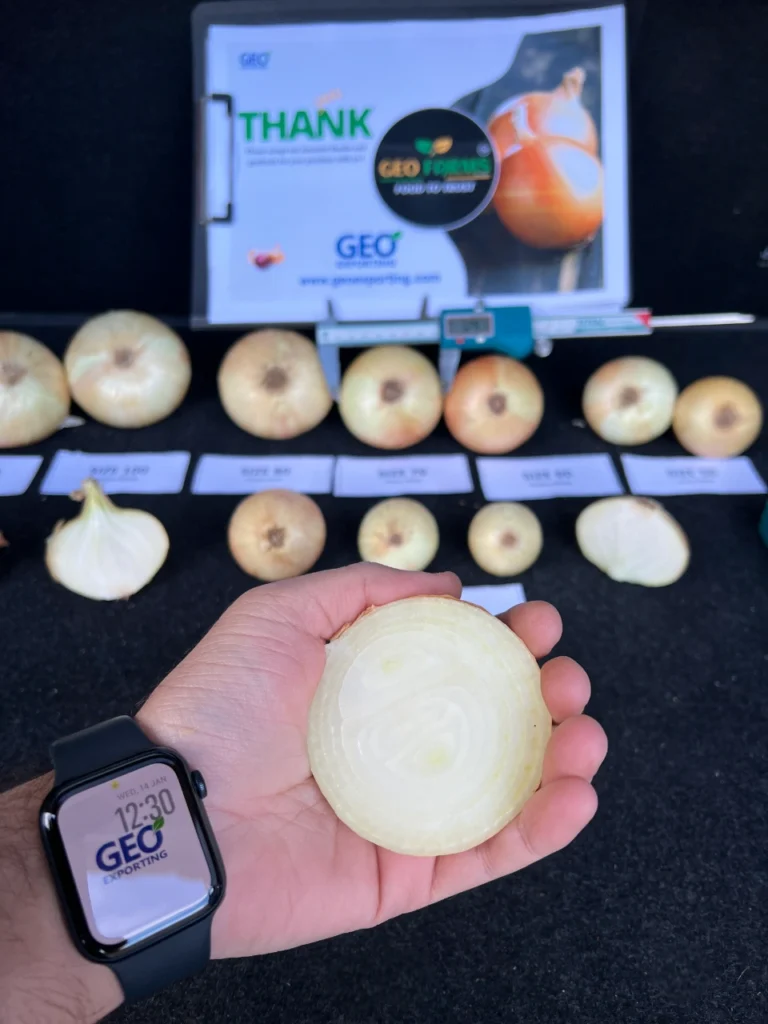 Quality inspector holding a cross-section of an Egyptian Golden Onion at a calibration station with digital calipers and size grading labels (60mm-90mm), verified by GEO EXPORTING branding.